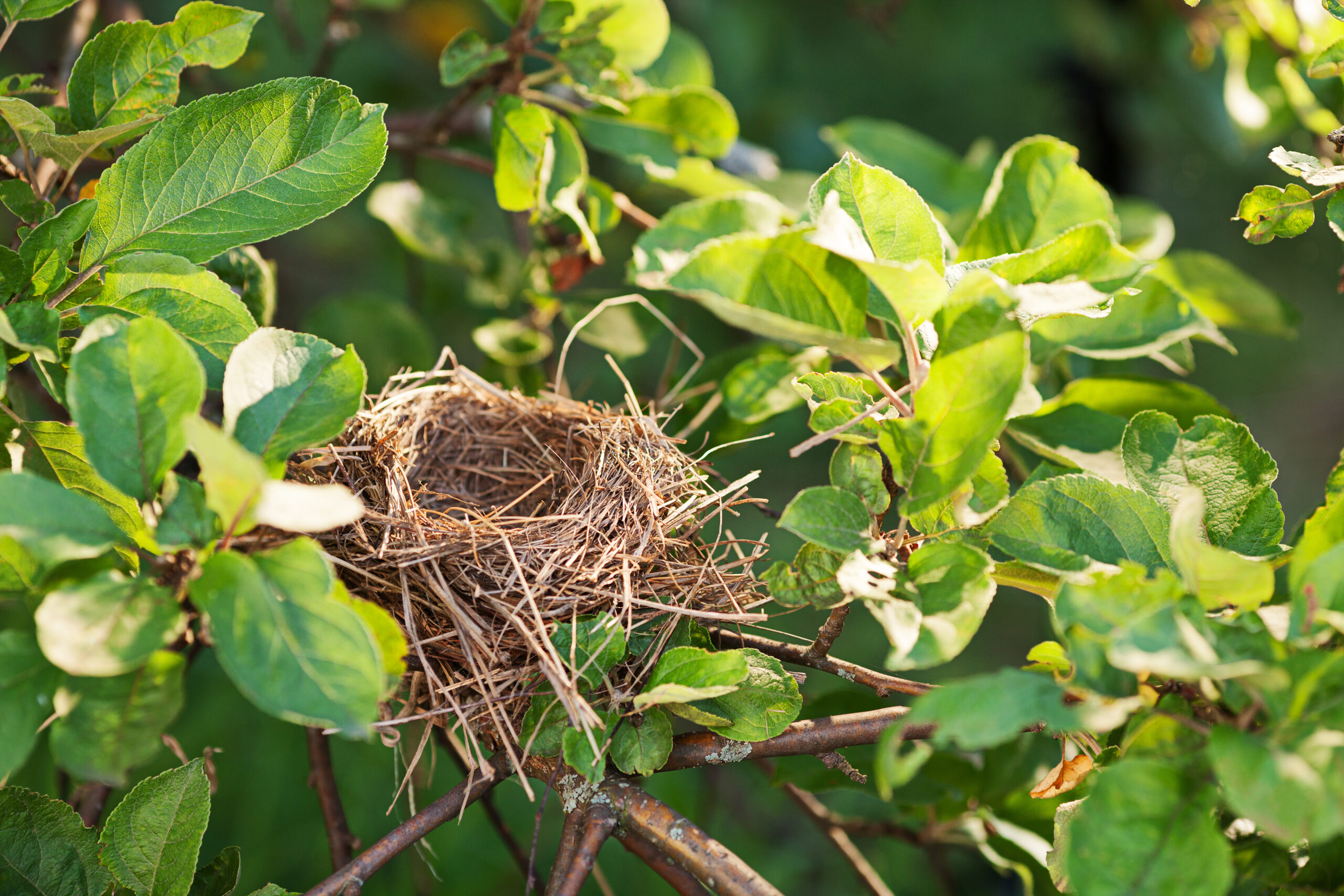 Empty Nest